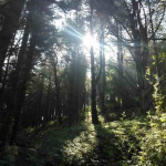 Aberystwyth To Clarach Loop